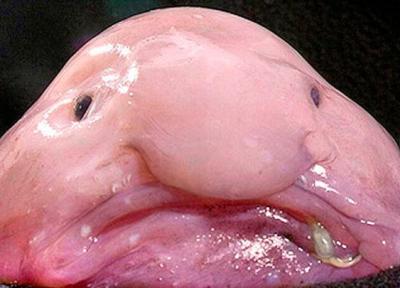 این زشت ترین ماهی در داخل آب یک پری دریایی است!، عکس