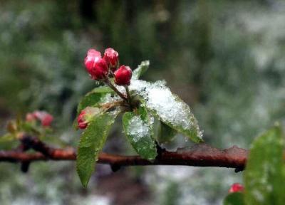 هشدار نسبت به سرمازدگی باغ ها در استان مرکزی