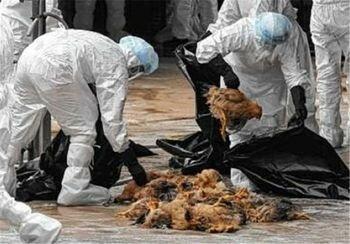 تلف شدن 8000 قطعه مرغ در مهریز، رد احتمال بیماری یا آنفلوآنزا