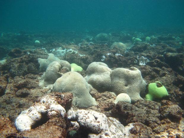 دوره های آموزشی حفاظت از مرجان ها در قشم شروع شد