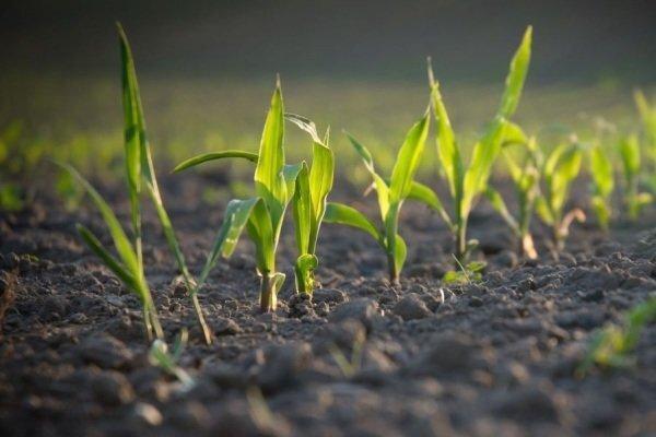 مدل سازی گیاهان زراعی برای افزایش تولید و کاهش اثرات منفی