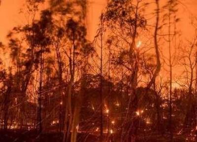 188هزار هکتار جنگل های کانادا طعمه آتش شد، 40هزار تن خانه های خود را ترک کردند