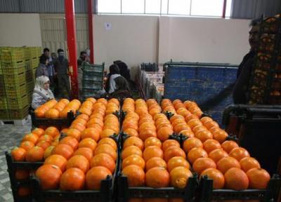 قیمت پرتقال در باغ 2000 تومان؛ فروش در بازار20 هزار تومان!