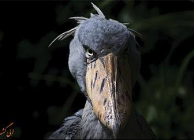 تور سنگاپور: بازگشت پرندگان ماقبل تاریخ به پارکی در سنگاپور!